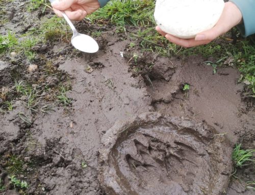 Sur les traces des animaux du 26 au 31 octobre 2026